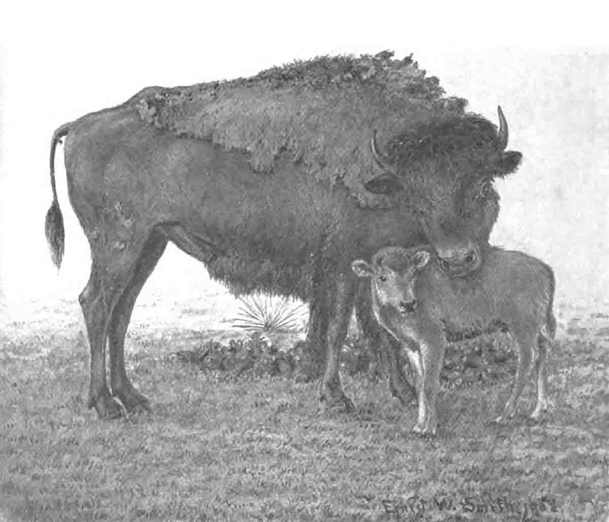 Buffalo Cow and Calf